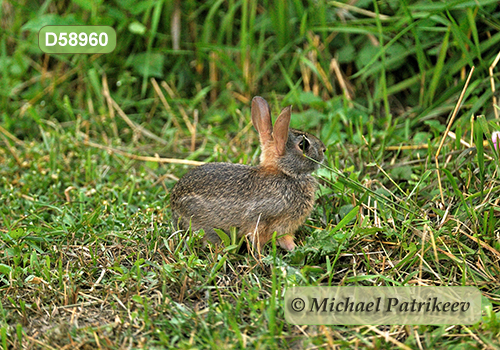 Eastern Cottontail (Sylvilagus floridanus)